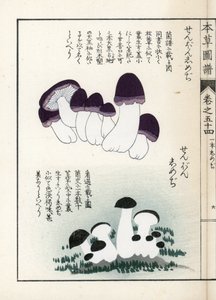 Pilze: Sorten von Shimeji (essbar) - Japanischer Druck von Kanen Iwasaki (1786-1842), aus Honzo Zufu, illustrativer Leitfaden zu Heilpflanzen von Unbekannter Künstler