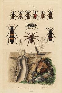 Mygalomorphe Falltürspinne und ihr Nest, und Käfer, Mylabris-Arten von Unbekannt