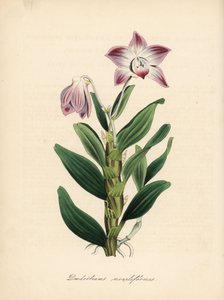 Halskettenstängel-Dendrobium oder Sekikoku-Orchidee, Dendrobium moniliforme. Handkolorierter Zinkograph von C. Chabot, gezeichnet von Miss M. A. Burnett aus ihrem Werk 