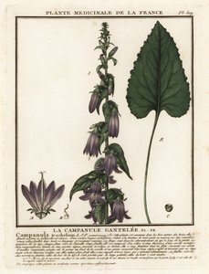 Nesselblättrige Glockenblume, Campanula trachelium