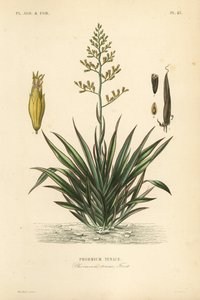 Neuseeländischer Flachs, Phormium tenax von Unbekannt