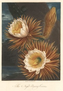 Nachtblüte der Drachenfruchtpflanze oder Pitaya. Radierung, aus The Temple of Flora, von Dr. Robert Thornton (1768-1837). von Unbekannter Künstler