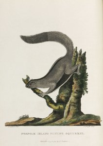 Norfolk-Insel-Flughörnchen, Australien, ca. 1788 von Unbekannter Künstler