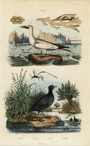 Basstölpel, Rotstirn-Blässhuhn, Flustra-Flechten und Gasteruption-Wespe