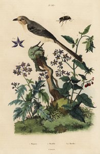 Spottdrossel, Bittersüßer Nachtschatten, Eichenblättriger Nachtschatten, Käfer Mordella fasciata