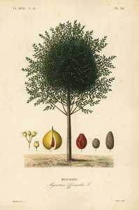 Muskatnussbaum, Myristica fragrans