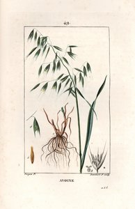 Hafer Cultivee oder Byzantinischer Hafer - Gravur von Lambert fils, nach einer Zeichnung von Pierre Jean Francois Turpin (1775-1840), aus „La flore medicale, by Chaumeton, Poiret et Chamberet“, Paris 1830 - Hafer, Avena sativa