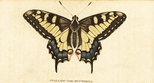 Schwalbenschwanz, Papilio machaon (Kupferstich) von Unbekannter Künstler