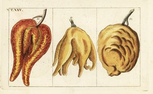 Orangen, missgestaltete und knollige Formen, Citrus aurantium von Unbekannter Künstler