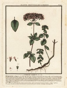Oregano oder Wilder Majoran, Origanum vulgare von Unbekannter Künstler