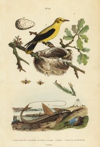 Oriole-Schwarzvogel, Gymnomystax mexicanus, Nest und Eier 3, Schokoladen-Loricariid-Panzerwels, Loricaria cataphracta 2, und Kiefernsägeblattwespe, Neodiprion sertifer 1