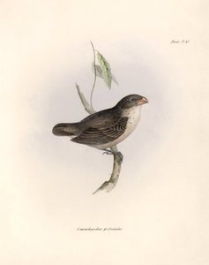 Ornithologie: „Camarhynchus psittaculus oder Geospize psittacin“ Beschreibung eines Sperlings von Charles Darwin (1809-1882) beobachtet während seiner Expedition an Bord der Beagle. Tafel aus „The zoology of the voyage of H.M.S. Beagle. Flight. III, Birds“ von Unbekannter Künstler
