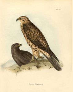 Ornithologie: „Craxirex Galapagoensis“ beschrieben von Charles Darwin während seiner Expedition an Bord der Beagle. Tafel aus „Birds described by John Gould, with notice of their habits by Charles Darwin