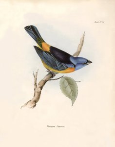 Ornithologie: „Darwins Thraupinen (oder Thraupinae)“ Beschreibung eines Sperlingsvogels von Charles Darwin (1809-1882) beobachtet während seiner Expedition an Bord der Beagle. Tafel aus „The zoology of the voyage of H.M.S. Beagle. Flight. III, Birds descri von Unbekannter Künstler