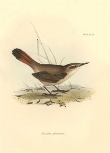 Ornithologie: „Eremobius phoenicurus“ beschrieben von Charles Darwin während seiner Expedition an Bord der Beagle. Tafel aus „The zoology of the voyage of H.M.S. Beagle. Flight. III, Birds described by John Gould, with notice of their habits by Charles Dar von Unbekannter Künstler