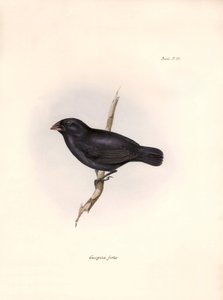 Ornithologie: „Geospiza fortis“ oder mittelgroßer Geospize, Beschreibung eines Sperlingsvogels von Charles Darwin (1809-1882) beobachtet während seiner Expedition an Bord der Beagle. Tafel aus „The zoology of the voyage of H.M.S. Beagle. Flight. III, Birds