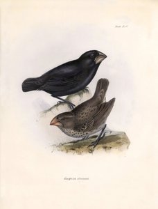 Ornithologie: „Geospiza strenua oder Geospize“ Beschreibung eines Sperlings von Charles Darwin (1809-1882) beobachtet während seiner Expedition an Bord der Beagle. Tafel aus „The zoology of the voyage of H.M.S. Beagle. Flight. III, Birds“ beschrieben von J