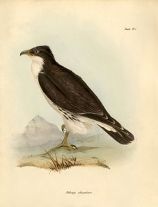Ornithologie: „Milvago albogularis“ oder Caracara beschrieben von Charles Darwin (1809-1882) während seiner Expedition an Bord der Beagle. Tafel aus „Birds“ beschrieben von John Gould, mit Hinweisen zu ihren Gewohnheiten von Charles Darwin von Unbekannter Künstler