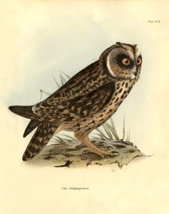 Ornithologie: „Otus Galapagoensis“ Galapagos-Eule, beschrieben von Charles Darwin (1809-1882) während seiner Expedition an Bord der Beagle. Tafel aus „Birds described by John Gould, with notice of their habits by Charles Darwin“ von Unbekannter Künstler