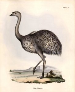 Ornithologie: „Rhea Darwinii“ Nandou de Darwin beobachtet und beschrieben von Charles Darwin während seiner Expedition an Bord der Beagle. Tafel aus „The zoology of the voyage of H.M.S. Beagle. Flight. III, Birds described by John Gould, with notice of the