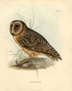 Ornithologie: „Strix punctatissima“ Eule beschrieben von Charles Darwin (1809-1882) während seiner Expedition an Bord der Beagle. Platte aus „Birds described by John Gould, with notice of their habits by Charles Darwin von Unbekannter Künstler