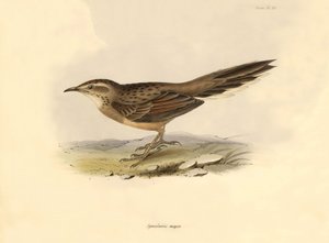 Ornithologie: „Synallaxis major“ beschrieben von Charles Darwin während seiner Expedition an Bord der Beagle. Tafel aus „The zoology of the voyage of H.M.S. Beagle. Flight. III, Birds described by John Gould, with notice of their habits by Charles Darwin von Unbekannter Künstler