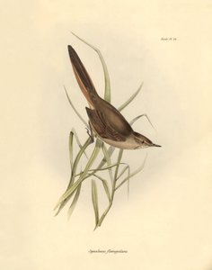 Ornithologie: „Synallaxis rufogularis“ beschrieben von Charles Darwin während seiner Expedition an Bord der Beagle. Tafel aus „The zoology of the voyage of H.M.S. Beagle. Flight. III, Birds described by John Gould, with notice of their habits by Charles Da von Unbekannter Künstler