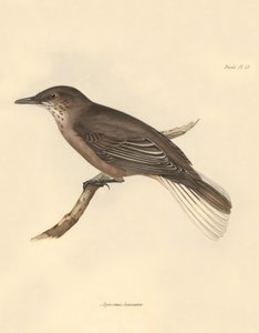 Ornithologie: Der „Agriornis leucurus“ beschrieben von Charles Darwin während seiner Erkundungsreise an Bord der Beagle. Tafel aus „The Zoology of the voyage of H.M.S. Beagle under the command of Captain Fitzroy during the years 1832 to 1836“ von Unbekannter Künstler