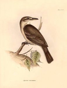 Ornithologie: Der „Agriornis micropterus“ oder argentinischer Gaucho beschrieben von Charles Darwin während seiner Forschungsreise an Bord der Beagle. Tafel aus „The Zoology of the voyage of H.M.S. Beagle under the command of Captain Fitzroy during the yea von Unbekannter Künstler
