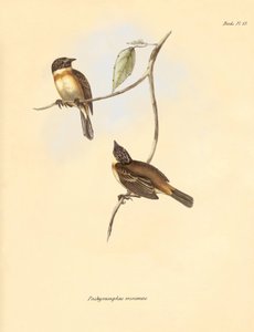Ornithologie: Der „Pachyramphus minimus“ der Buchenfamilie beschrieben von Charles Darwin während seiner Forschungsreise an Bord der Beagle. Tafel aus „The Zoology of the voyage of H.M.S. Beagle under the command of Captain Fitzroy during the years 1832 to