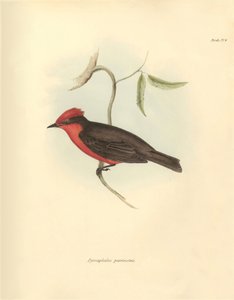 Ornithologie: Der „Pyrocephalus parvirostris“ der Vogelart beschrieben von Charles Darwin während seiner Erkundungsreise an Bord der Beagle. Tafel aus „The Zoology of the voyage of H.M.S. Beagle under the command of Captain Fitzroy during the years 1832“