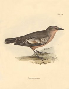 Ornithologie: Die „Taenioptera variegata“ beschrieben von Charles Darwin während seiner Erkundungsreise an Bord der Beagle. Tafel aus „The Zoology of the voyage of H.M.S. Beagle under the command of Captain Fitzroy during the years 1832 to 1836“ bearbeitet