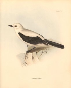 Ornithologie: Die „Fluvicola azarea“ oder Fliegenschnäpper beschrieben von Charles Darwin während seiner Erkundungsreise an Bord der Beagle. Tafel aus „The Zoology of the voyage of H.M.S. Beagle under the command of Captain Fitzroy during the years 1832 to
