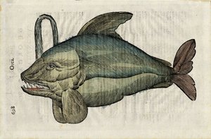 Orque (monströse Darstellung des Orcas oder Epaulard) in „Ulyssis Aldrouandi... De piscibus libri V et de cetis lib. vnus/Ioannes Cornelius Vteruerius... collegit; Marc. Antonius Bernia in lucem restituit...“ von Unbekannter Künstler