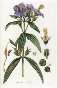 Osbeckia aus Nepal - Lithographie von J. Swan, nach einer Illustration von William Jackson Hooker (1785-1865), entnommen aus Flora Exotic, Schottland