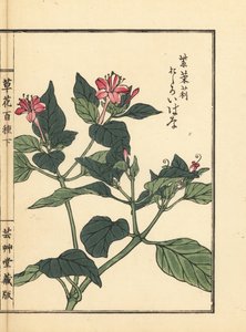Oshiroibana oder Wunderblume, Mirabilis jalapa (aus Kusa Bana Hyakushu) von Unbekannter Künstler