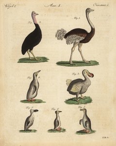 Strauß, Kasuar, ausgestorbener Dodo und Pinguinarten von Unbekannt