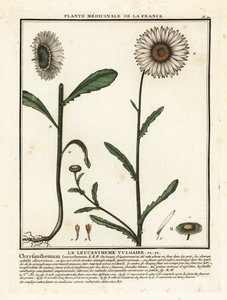 Margerite, Leucanthemum vulgare