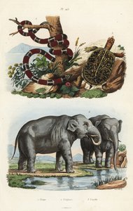 Gemalte Korallenschlange, Micrurus corallinus, Indischer Elefant, Elephas maximus indicus, und Gemeine Dosenschildkröte, Terrapene carolina