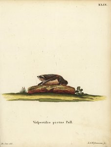 Bemalte Wollfledermaus, Kerivoula picta. Vespertilio pictus Linn. Handkolorierter Kupferstich von Jakob Andreas Eisenmann nach einer Illustration von Jacques de Seve aus Johann Christian Daniel Schrebers Tierillustrationen nach der Natur, oder Schrebers F von Unbekannter Künstler