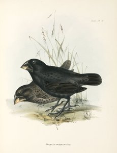 Paar Große Bodenfinken, Galapagos-Inseln, ca. 1832-1836 von Unbekannt
