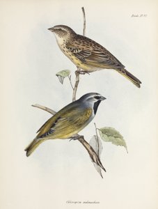Paar Spatzen oder Finken, ca. 1832-1836