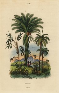Palmen: Dattelpalme, Phoenix dactylifera 1, Attalea-Art 2 und Geonoma-Art 3 von Unbekannt