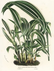 Palmgras, Setaria palmifolia (Panicum plicatum foliis level-vittatis). Handkolorierte Lithographie aus Louis van Houtte und Charles Lemaire