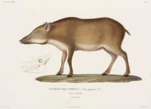 Papua-Schwein, Neuguinea von Unbekannter Künstler