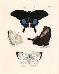 Pariser Pfauenfalter, Papilio paris 1,2, und gesprenkelter Emigrant, Catopsilia pyranthe? 3.4. Handkolorierte Lithographie aus John O. Westwood