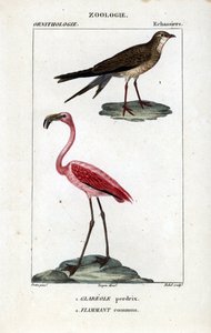 Rebhuhn und rosa Flamingos