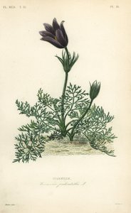 Küchenschelle oder Daneblut, Anemone pulsatilla, Pulsatille von Unbekannt