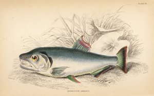 Payara, Hydrolycus armatus (Starkzahn-Hydrocyon, Hydrocyon? armatus). Handkolorierter Stahlstich von W.H. Lizars nach einer Illustration von James Stewart aus Robert Schomburg