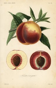 Pfirsichfrucht, Querschnitt durch weiße und rote Sorten